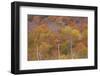 USA, New Hampshire, New England Fall colors on hillsides along highway 16 north of Jackson-Sylvia Gulin-Framed Photographic Print