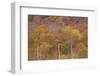 USA, New Hampshire, New England Fall colors on hillsides along highway 16 north of Jackson-Sylvia Gulin-Framed Photographic Print