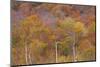 USA, New Hampshire, New England Fall colors on hillsides along highway 16 north of Jackson-Sylvia Gulin-Mounted Photographic Print