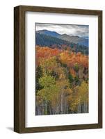 USA, New Hampshire, New England Fall colors on hillsides along highway 16 north of Jackson-Sylvia Gulin-Framed Photographic Print