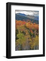 USA, New Hampshire, New England Fall colors on hillsides along highway 16 north of Jackson-Sylvia Gulin-Framed Photographic Print