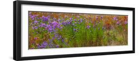 USA, New Hampshire, New England field off of highway 302 with Autumn daisies-Sylvia Gulin-Framed Photographic Print
