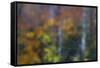 USA, New Hampshire, Sugar Hill looking through windshield on rainy day with Hardwood trees-Sylvia Gulin-Framed Stretched Canvas