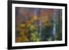 USA, New Hampshire, Sugar Hill looking through windshield on rainy day with Hardwood trees-Sylvia Gulin-Framed Photographic Print