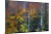 USA, New Hampshire, Sugar Hill looking through windshield on rainy day with Hardwood trees-Sylvia Gulin-Mounted Photographic Print