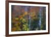 USA, New Hampshire, Sugar Hill looking through windshield on rainy day with Hardwood trees-Sylvia Gulin-Framed Photographic Print