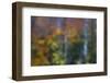 USA, New Hampshire, Sugar Hill looking through windshield on rainy day with Hardwood trees-Sylvia Gulin-Framed Photographic Print