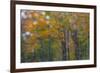 USA, New Hampshire, Sugar Hill looking through windshield on rainy day with Hardwood trees-Sylvia Gulin-Framed Photographic Print