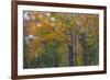 USA, New Hampshire, Sugar Hill looking through windshield on rainy day with Hardwood trees-Sylvia Gulin-Framed Photographic Print