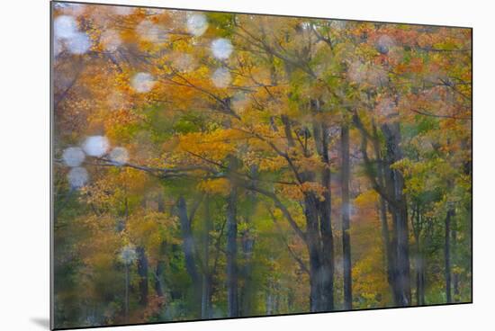 USA, New Hampshire, Sugar Hill looking through windshield on rainy day with Hardwood trees-Sylvia Gulin-Mounted Photographic Print