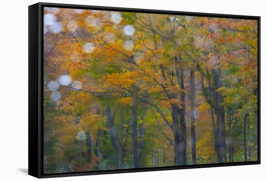 USA, New Hampshire, Sugar Hill looking through windshield on rainy day with Hardwood trees-Sylvia Gulin-Framed Stretched Canvas