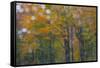 USA, New Hampshire, Sugar Hill looking through windshield on rainy day with Hardwood trees-Sylvia Gulin-Framed Stretched Canvas