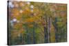 USA, New Hampshire, Sugar Hill looking through windshield on rainy day with Hardwood trees-Sylvia Gulin-Stretched Canvas