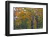 USA, New Hampshire, Sugar Hill looking through windshield on rainy day with Hardwood trees-Sylvia Gulin-Framed Photographic Print