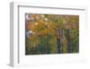 USA, New Hampshire, Sugar Hill looking through windshield on rainy day with Hardwood trees-Sylvia Gulin-Framed Photographic Print
