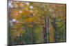 USA, New Hampshire, Sugar Hill looking through windshield on rainy day with Hardwood trees-Sylvia Gulin-Mounted Photographic Print