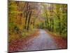USA, New Hampshire, Sugar Hill wet and foggy morning along roadway in Autumn colors-Sylvia Gulin-Mounted Photographic Print