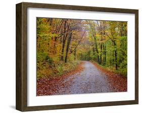 USA, New Hampshire, Sugar Hill wet and foggy morning along roadway in Autumn colors-Sylvia Gulin-Framed Photographic Print