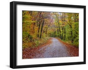 USA, New Hampshire, Sugar Hill wet and foggy morning along roadway in Autumn colors-Sylvia Gulin-Framed Photographic Print