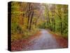 USA, New Hampshire, Sugar Hill wet and foggy morning along roadway in Autumn colors-Sylvia Gulin-Stretched Canvas