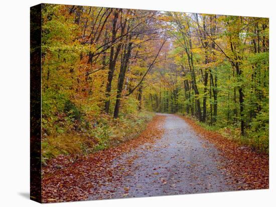 USA, New Hampshire, Sugar Hill wet and foggy morning along roadway in Autumn colors-Sylvia Gulin-Stretched Canvas