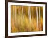 USA, New Hampshire, White Mountains, Abstract of autumn maples and white birch-Ann Collins-Framed Photographic Print