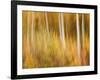 USA, New Hampshire, White Mountains, Abstract of autumn maples and white birch-Ann Collins-Framed Photographic Print