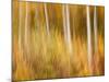 USA, New Hampshire, White Mountains, Abstract of autumn maples and white birch-Ann Collins-Mounted Photographic Print