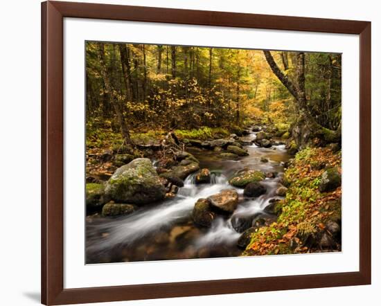 USA, New Hampshire, White Mountains, Fall color on Jefferson Brook-Ann Collins-Framed Photographic Print