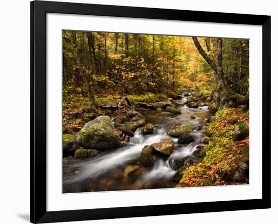 USA, New Hampshire, White Mountains, Fall color on Jefferson Brook-Ann Collins-Framed Photographic Print