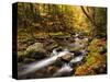 USA, New Hampshire, White Mountains, Fall color on Jefferson Brook-Ann Collins-Stretched Canvas