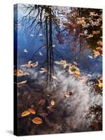 USA, New Hampshire, White Mountains, Fall reflections on Pemigewasset River-Ann Collins-Stretched Canvas