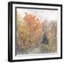 USA, New Hampshire, White Mountains, Fog swirling around maples at Coffin Pond-Ann Collins-Framed Photographic Print