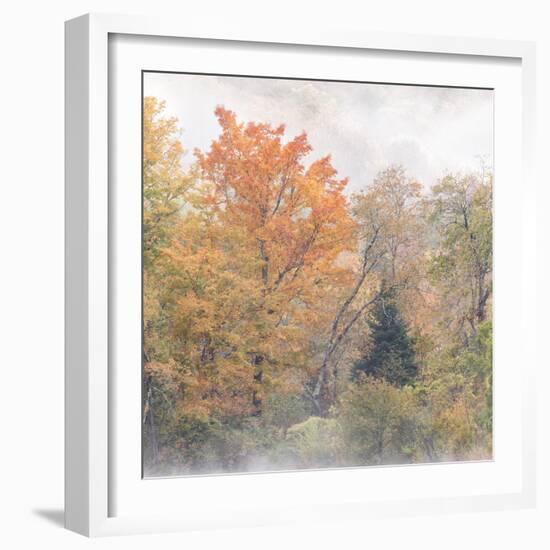 USA, New Hampshire, White Mountains, Fog swirling around maples at Coffin Pond-Ann Collins-Framed Photographic Print