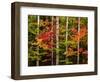 USA, New Hampshire, White Mountains, Maple and white birch-Ann Collins-Framed Photographic Print