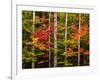 USA, New Hampshire, White Mountains, Maple and white birch-Ann Collins-Framed Photographic Print