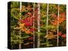 USA, New Hampshire, White Mountains, Maple and white birch-Ann Collins-Stretched Canvas