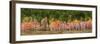 USA, New Hampshire, White Mountains, Panoramic view of maple in autumn-Ann Collins-Framed Photographic Print