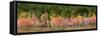 USA, New Hampshire, White Mountains, Panoramic view of maple in autumn-Ann Collins-Framed Stretched Canvas