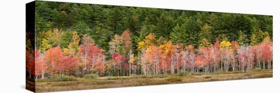 USA, New Hampshire, White Mountains, Panoramic view of maple in autumn-Ann Collins-Stretched Canvas