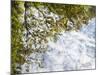 USA, New Hampshire, White Mountains, Reflections abstract-Ann Collins-Mounted Photographic Print