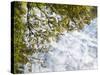 USA, New Hampshire, White Mountains, Reflections abstract-Ann Collins-Stretched Canvas