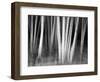 USA, New Hampshire, White Mountains, White birches abstract-Ann Collins-Framed Photographic Print