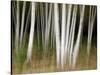 USA, New Hampshire, White Mountains, White birches abstract-Ann Collins-Stretched Canvas