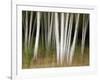 USA, New Hampshire, White Mountains, White birches abstract-Ann Collins-Framed Photographic Print