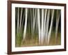 USA, New Hampshire, White Mountains, White birches abstract-Ann Collins-Framed Photographic Print