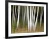 USA, New Hampshire, White Mountains, White birches abstract-Ann Collins-Framed Photographic Print