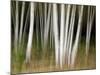 USA, New Hampshire, White Mountains, White birches abstract-Ann Collins-Mounted Photographic Print