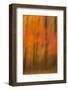 USA, New Jersey, Belleplain State Forest. Abstract of forest in autumn.-Jaynes Gallery-Framed Photographic Print