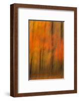 USA, New Jersey, Belleplain State Forest. Abstract of forest in autumn.-Jaynes Gallery-Framed Photographic Print